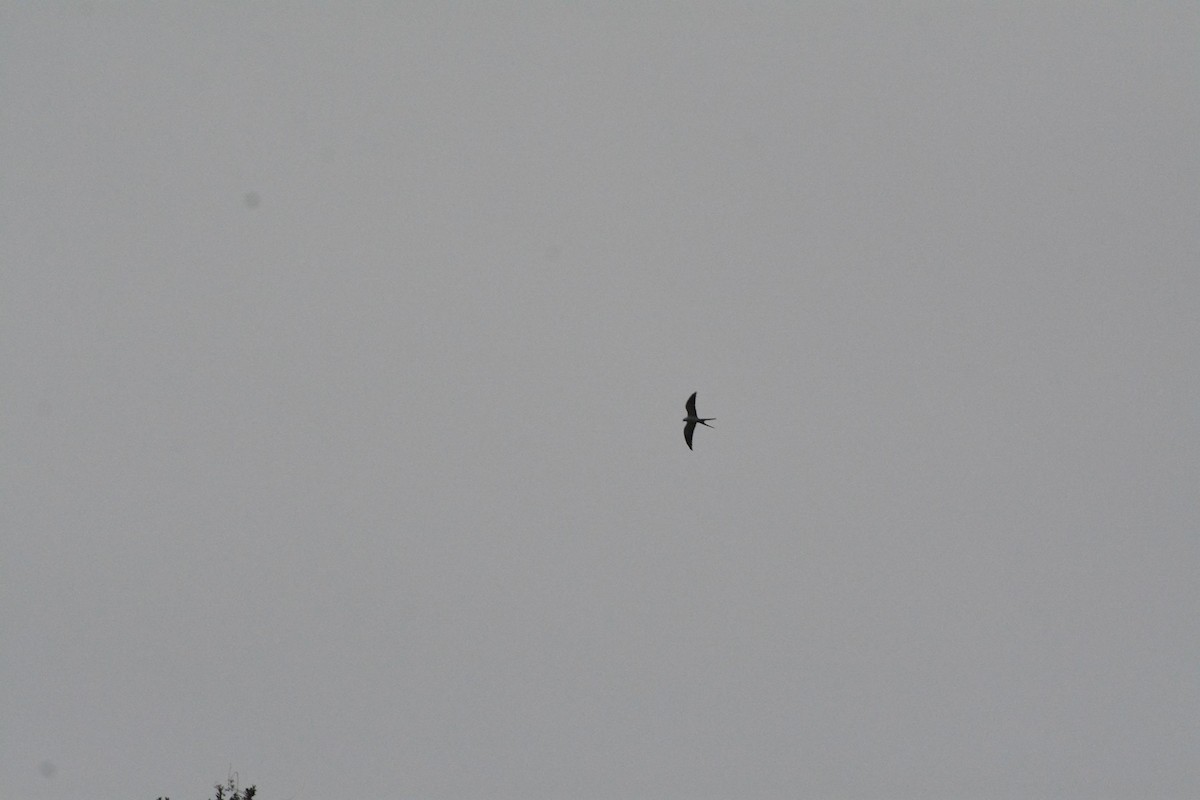 Swallow-tailed Kite - ML619990064