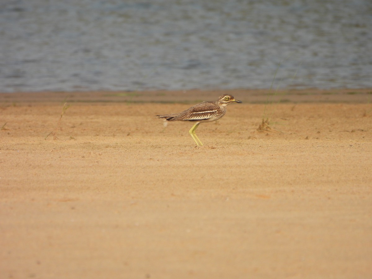 Indian Thick-knee - ML619990070