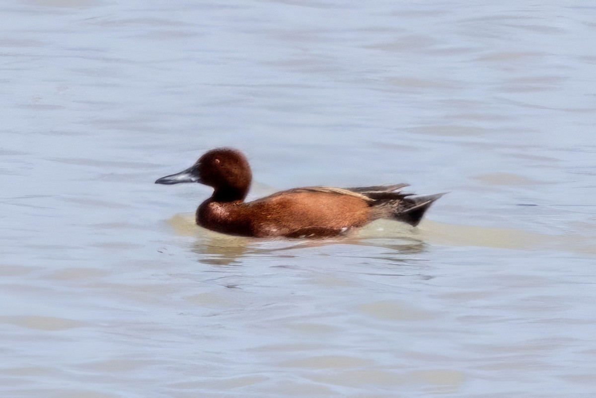 Cinnamon Teal - ML619990073