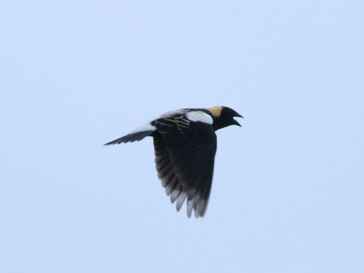 bobolink americký - ML619990078