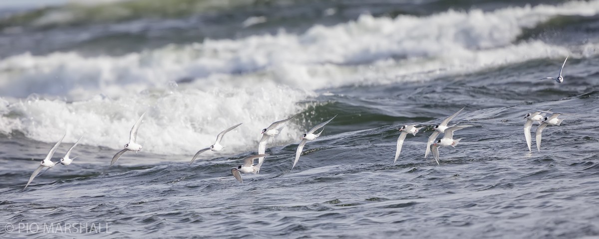 South American Tern - ML619990082