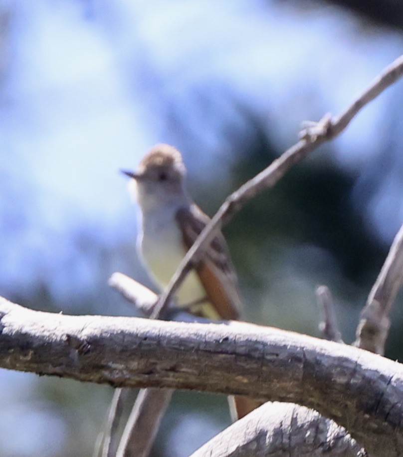 Ash-throated Flycatcher - ML619990086