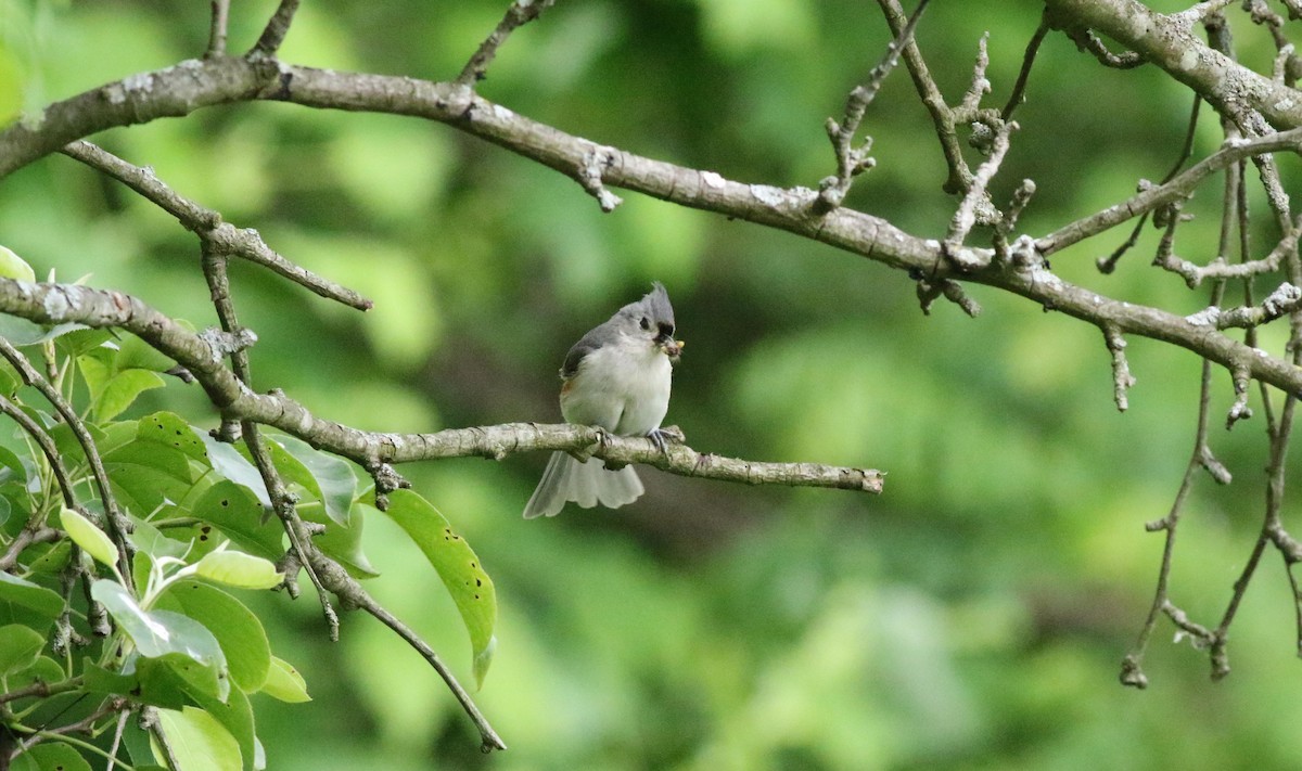 Tufted Titmouse - ML619990090