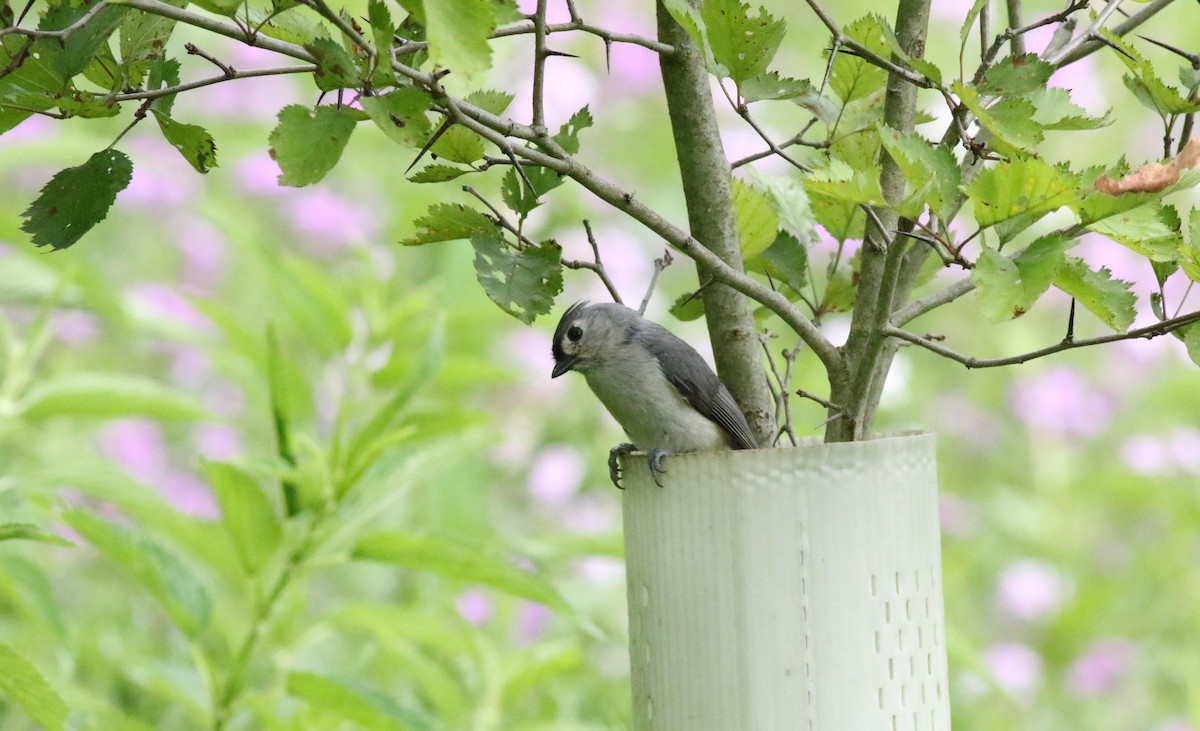 Tufted Titmouse - ML619990092