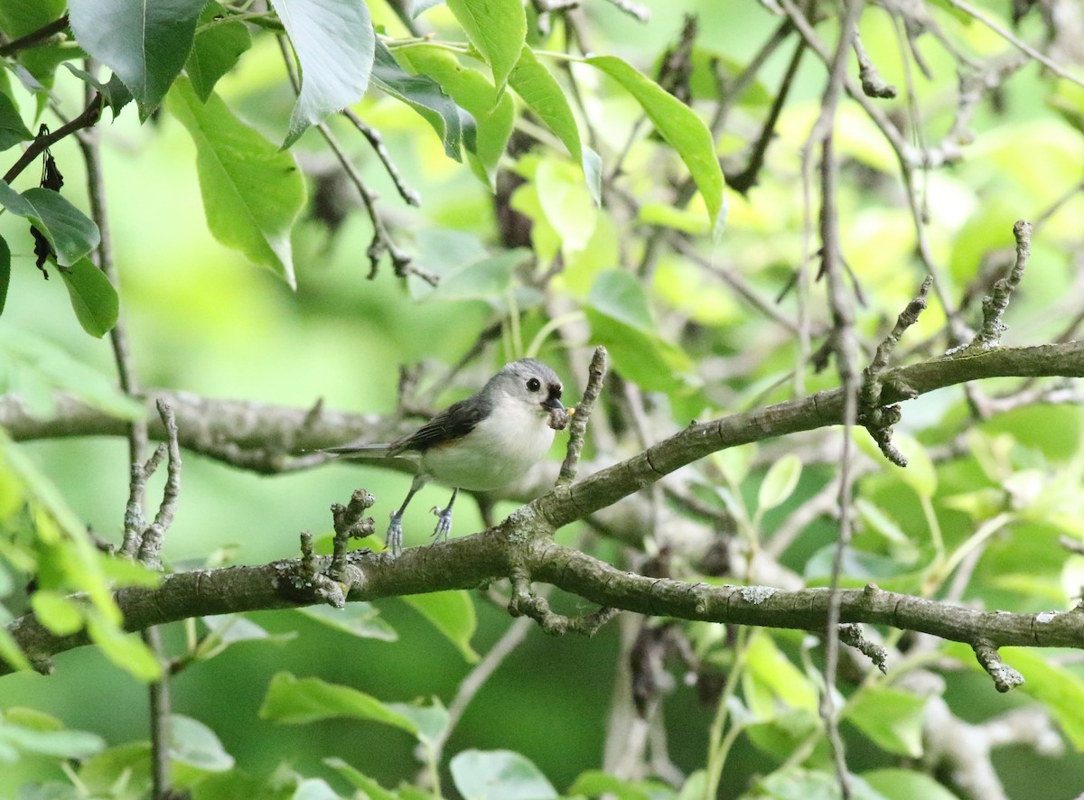 Tufted Titmouse - ML619990094