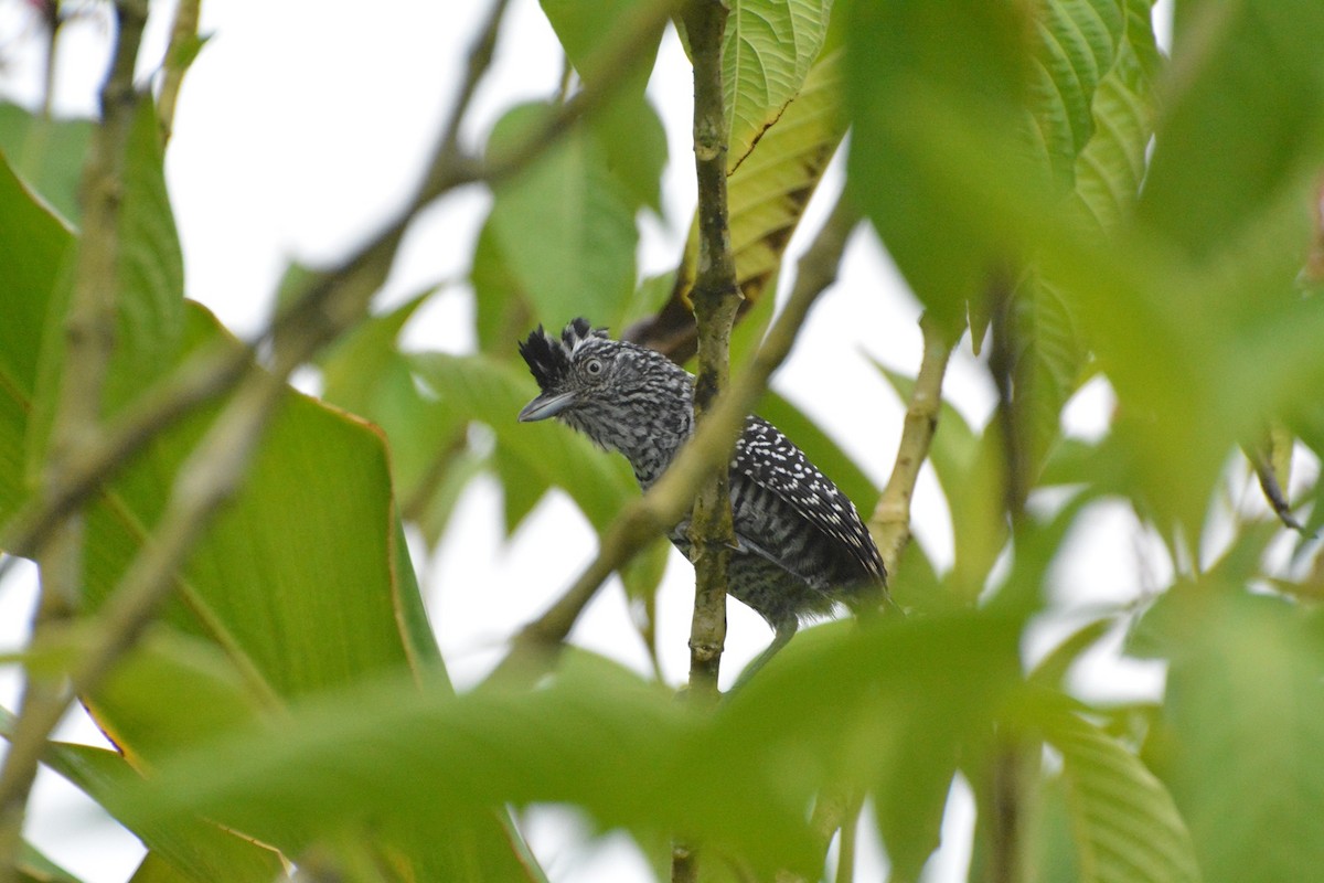 Barred Antshrike - Evan Mistur