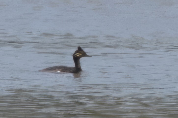 Eared Grebe - ML619990099