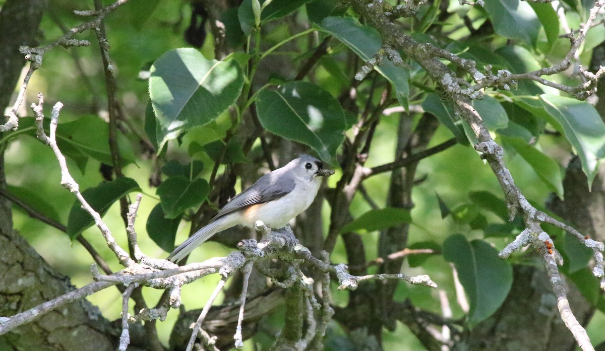 Tufted Titmouse - ML619990102