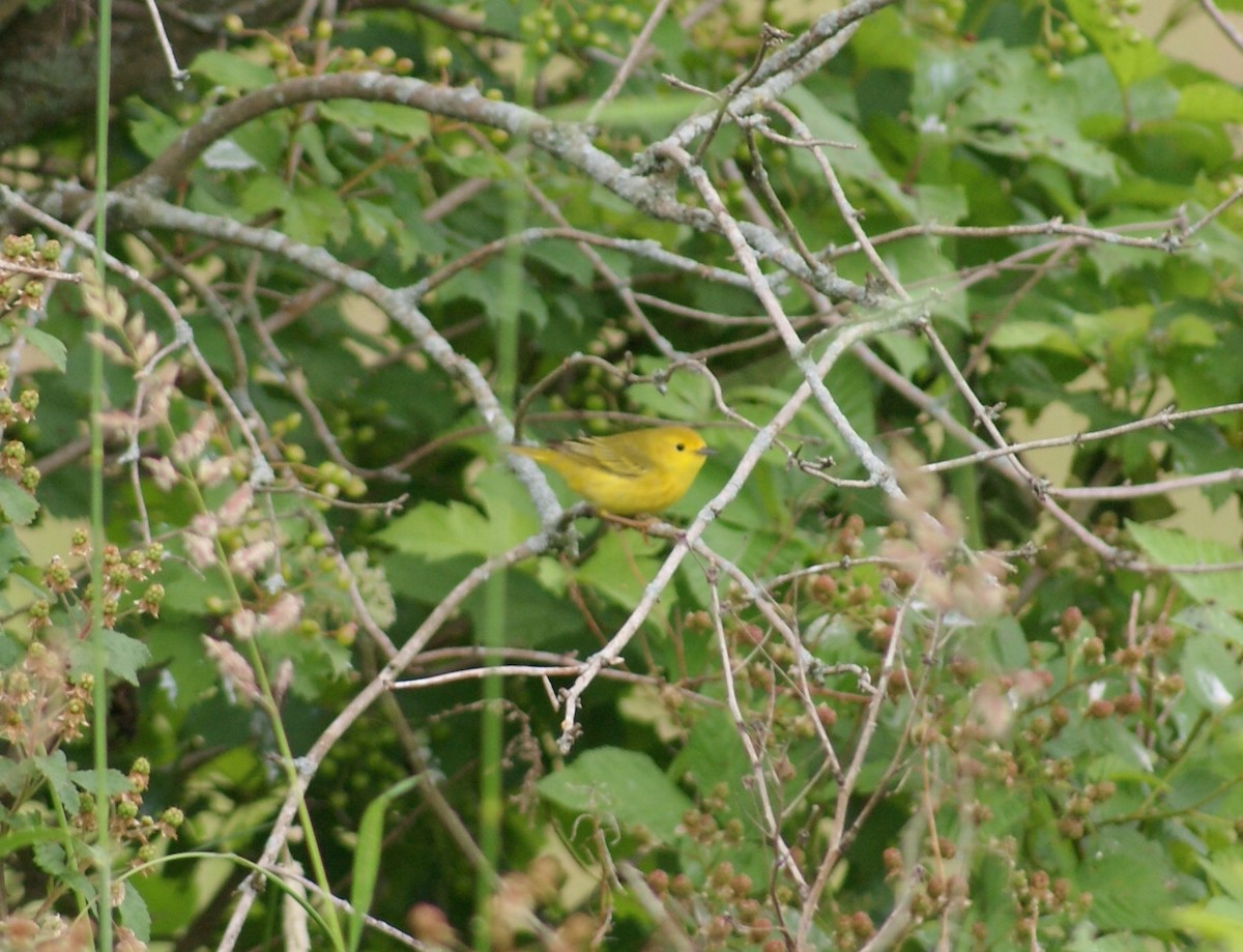 Yellow Warbler - ML619990111