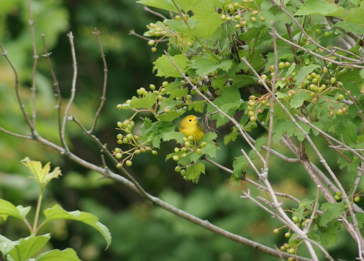 Yellow Warbler - ML619990112