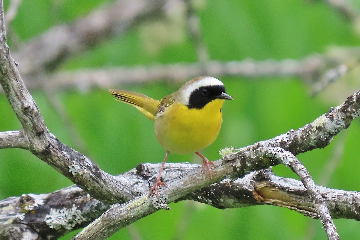 Common Yellowthroat - ML619990124