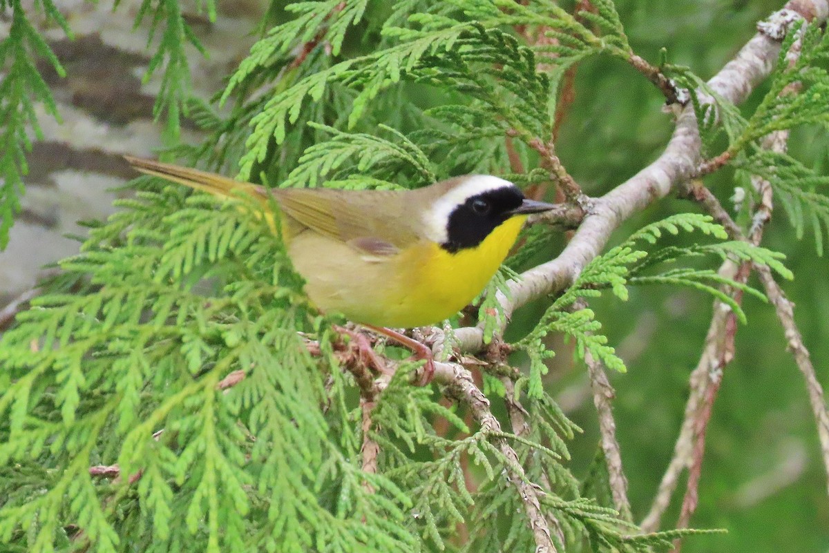 Common Yellowthroat - ML619990126