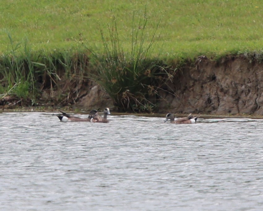 American Wigeon - ML619990131