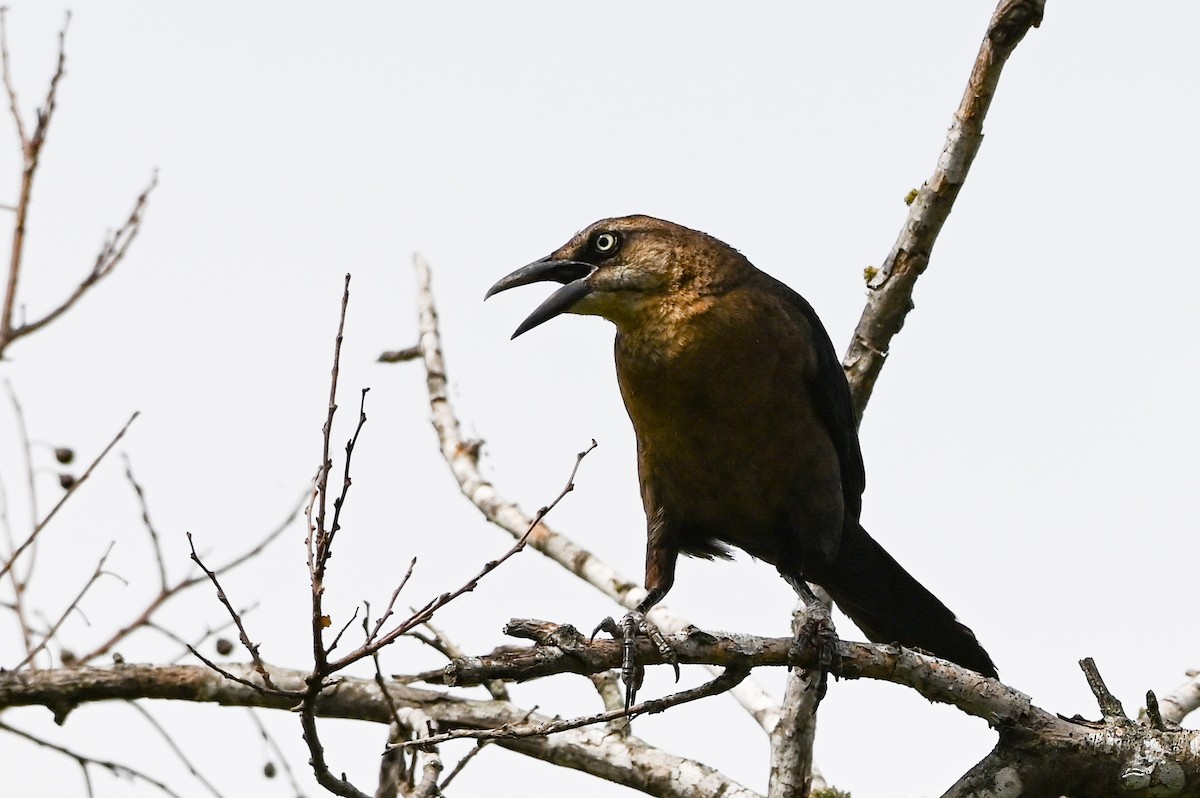 Great-tailed Grackle - ML619990134