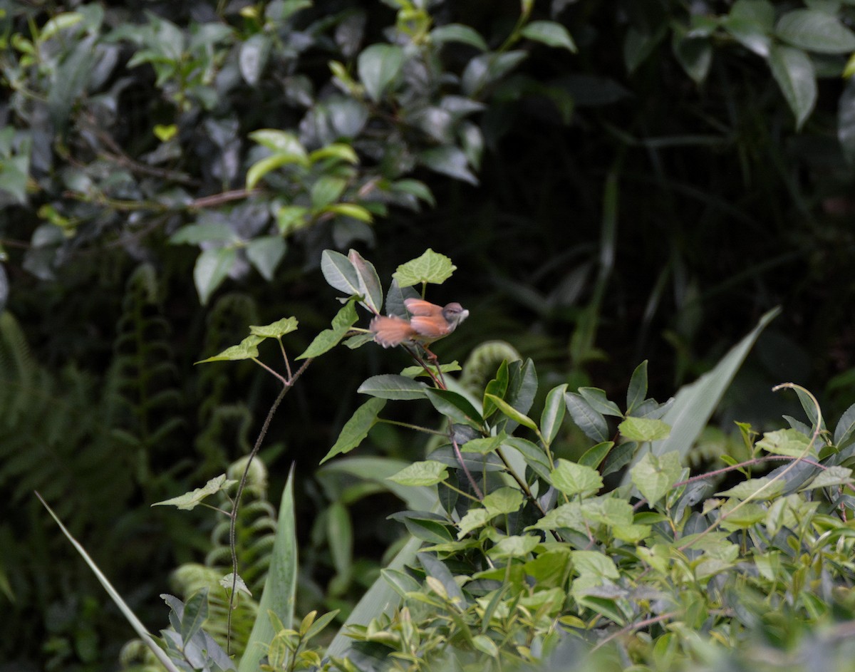 Rufescent Prinia - ML619990137