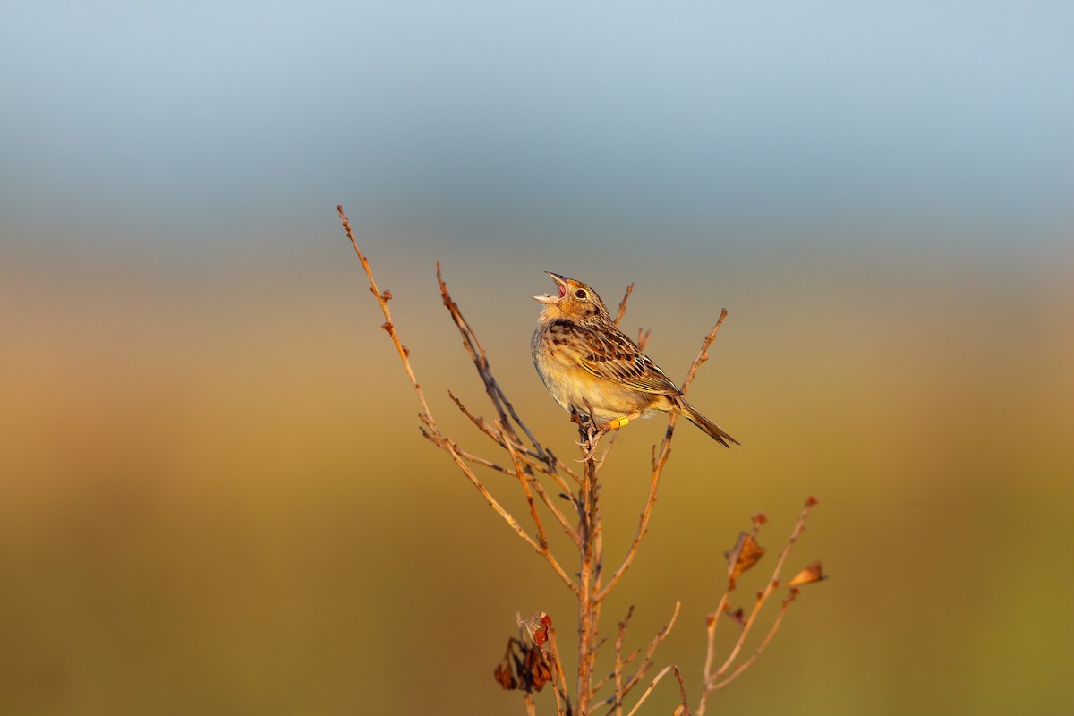 Grasshopper Sparrow - ML619990138