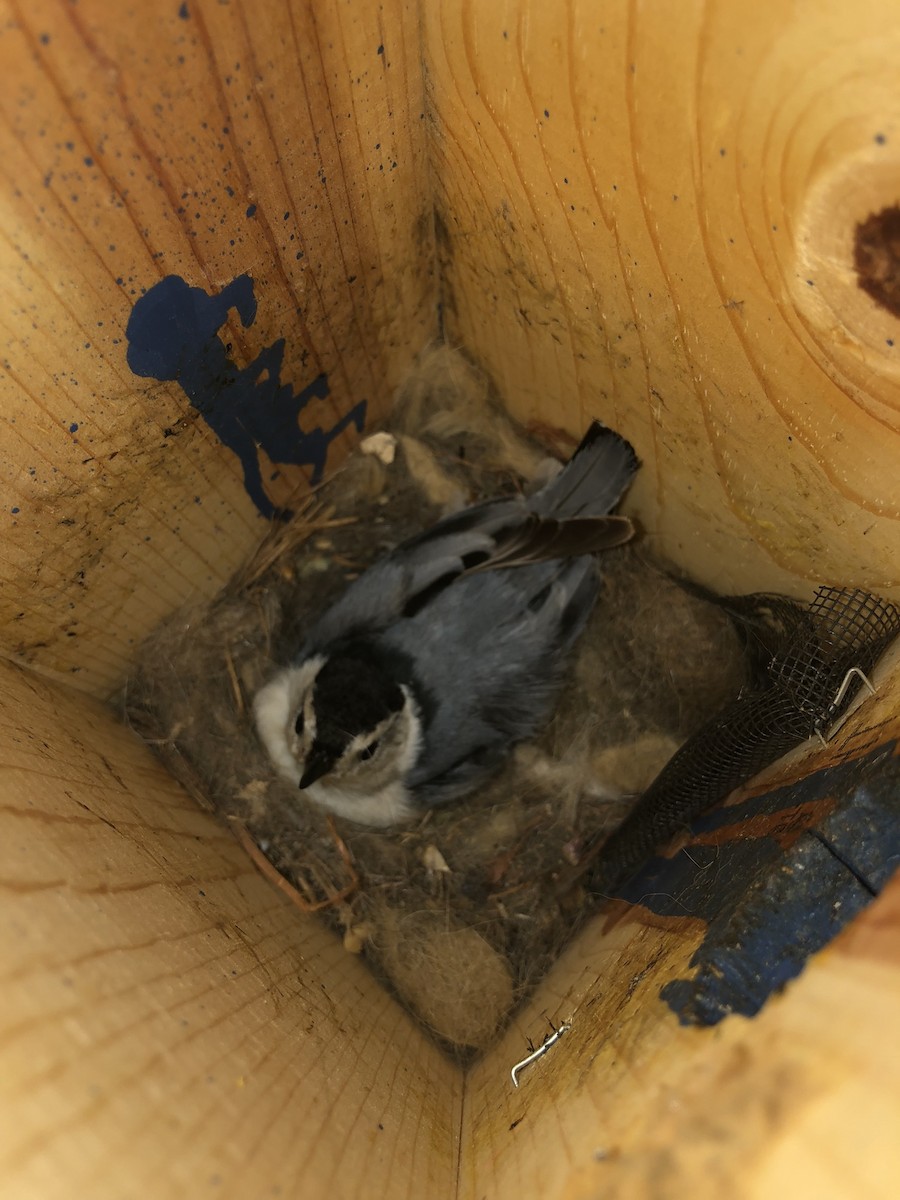 White-breasted Nuthatch (Eastern) - ML619990140