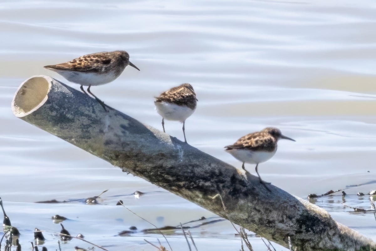 pygmésnipe - ML619990142