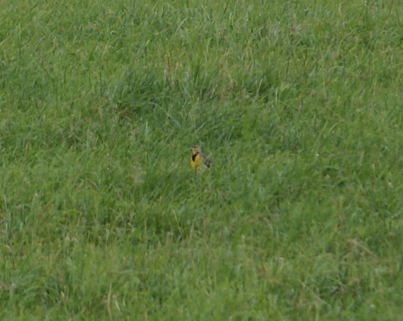 Eastern Meadowlark - ML619990147