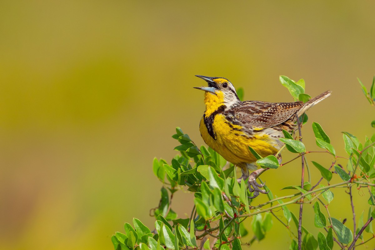 Eastern Meadowlark - ML619990149