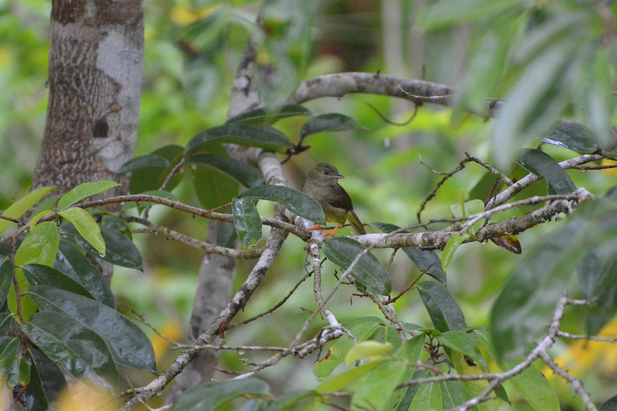 White-collared Manakin - ML619990150