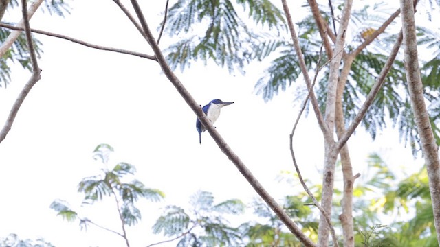 Rufous-lored Kingfisher - ML619990160