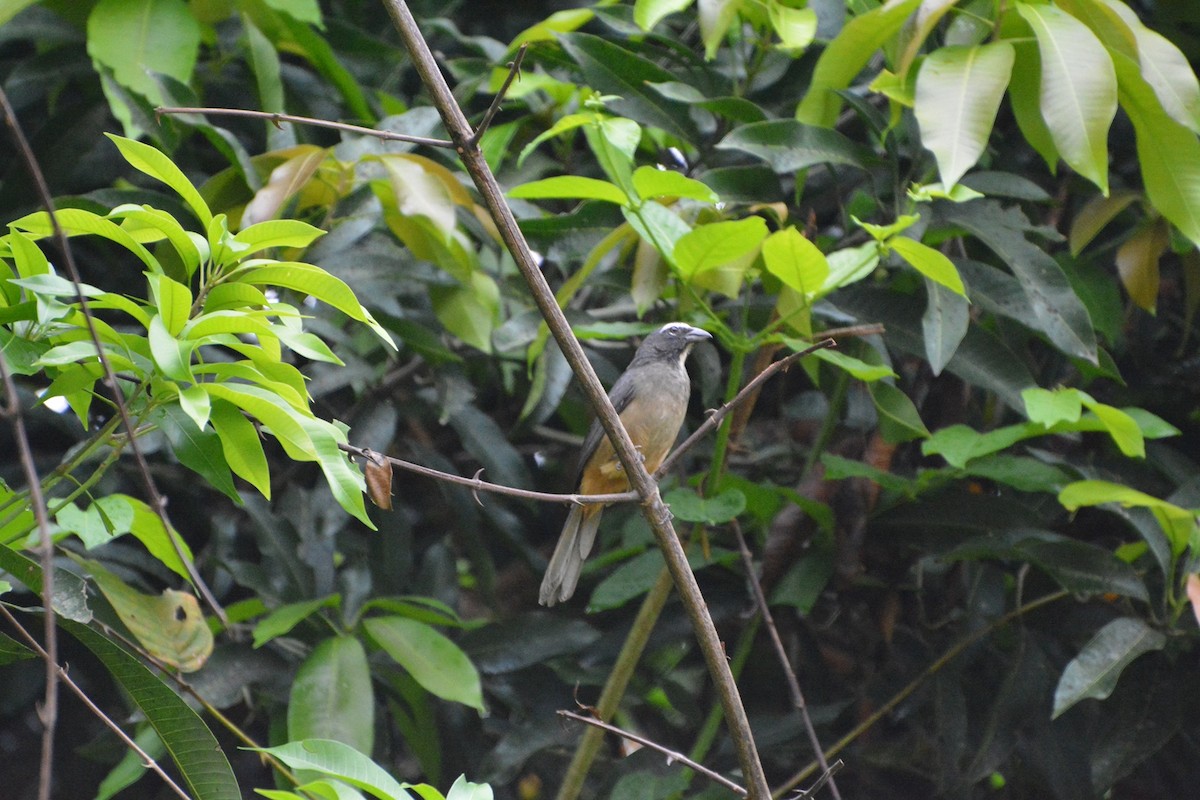 Cinnamon-bellied Saltator - ML619990164