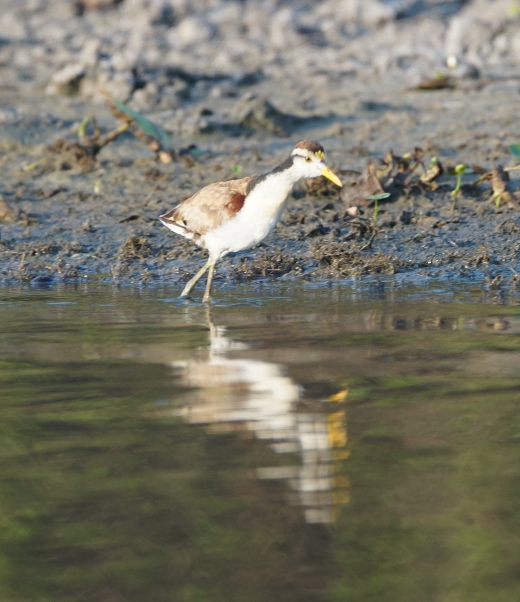 Jacana Centroamericana - ML619990166