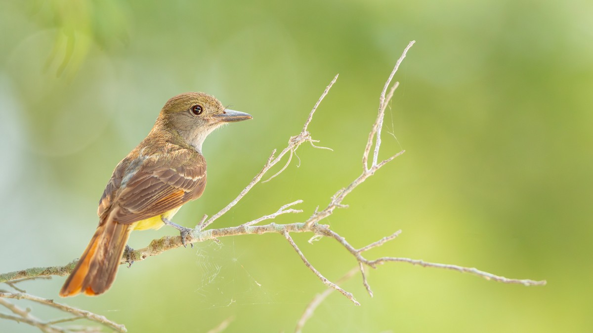 Great Crested Flycatcher - ML619990168