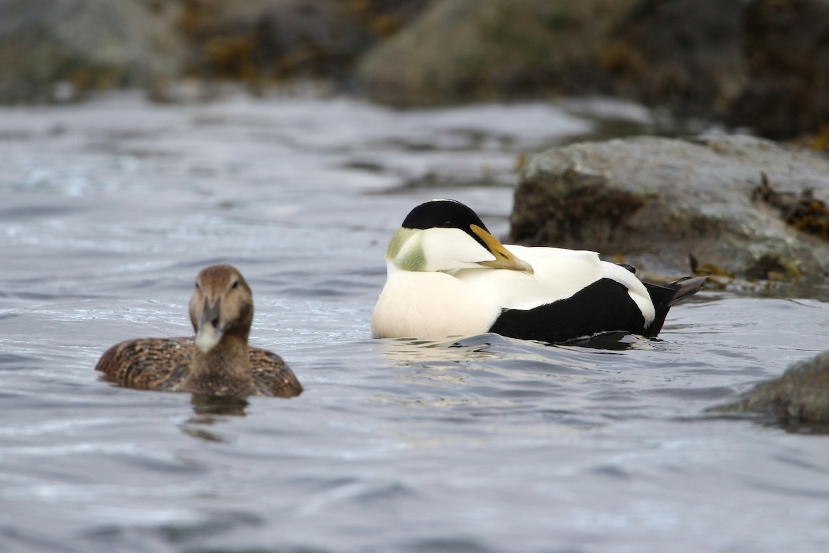 Common Eider - ML619990173