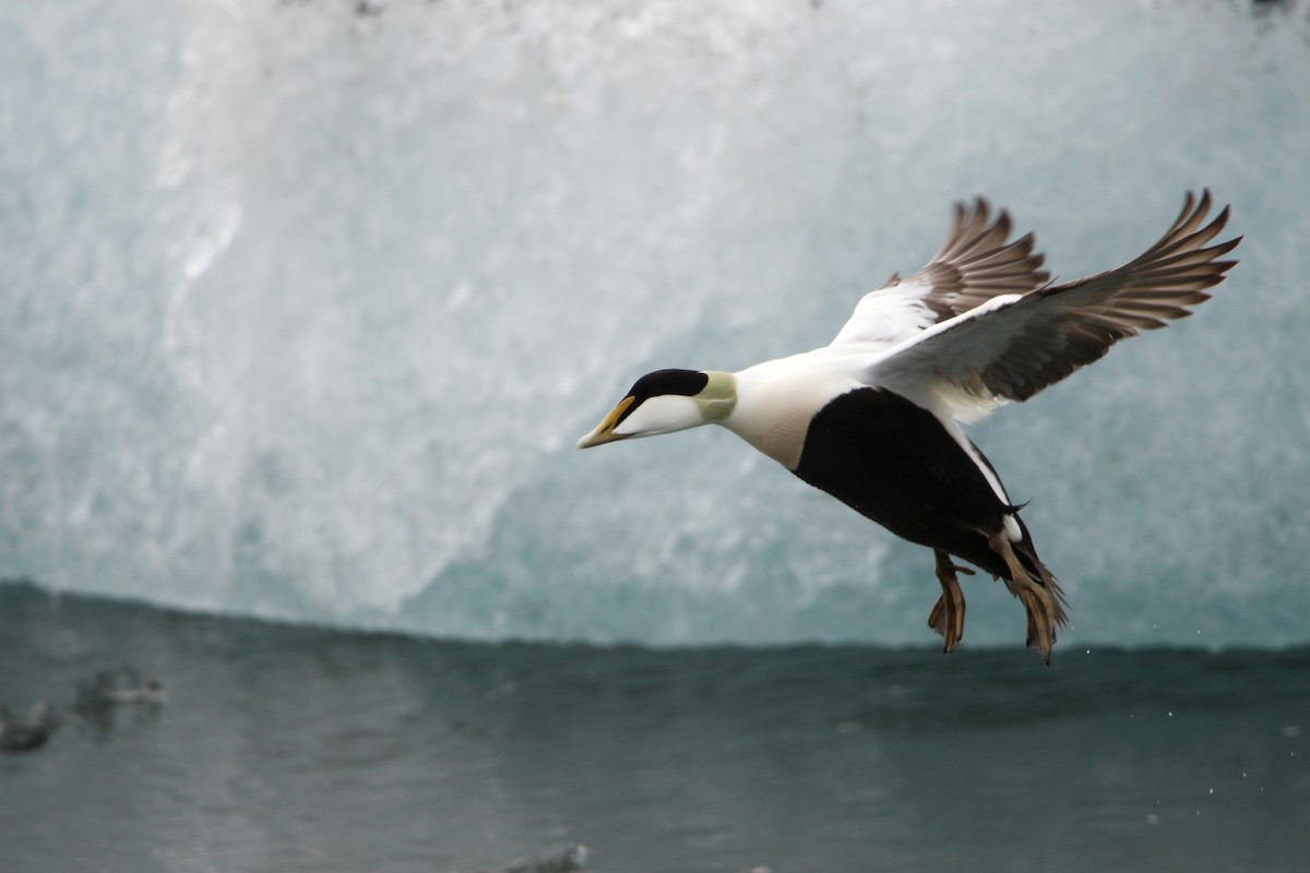 Common Eider - ML619990174