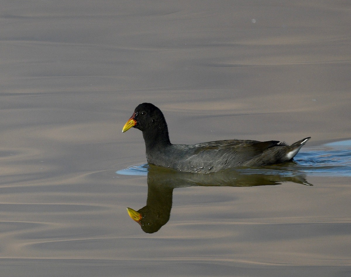 Red-fronted Coot - ML619990175