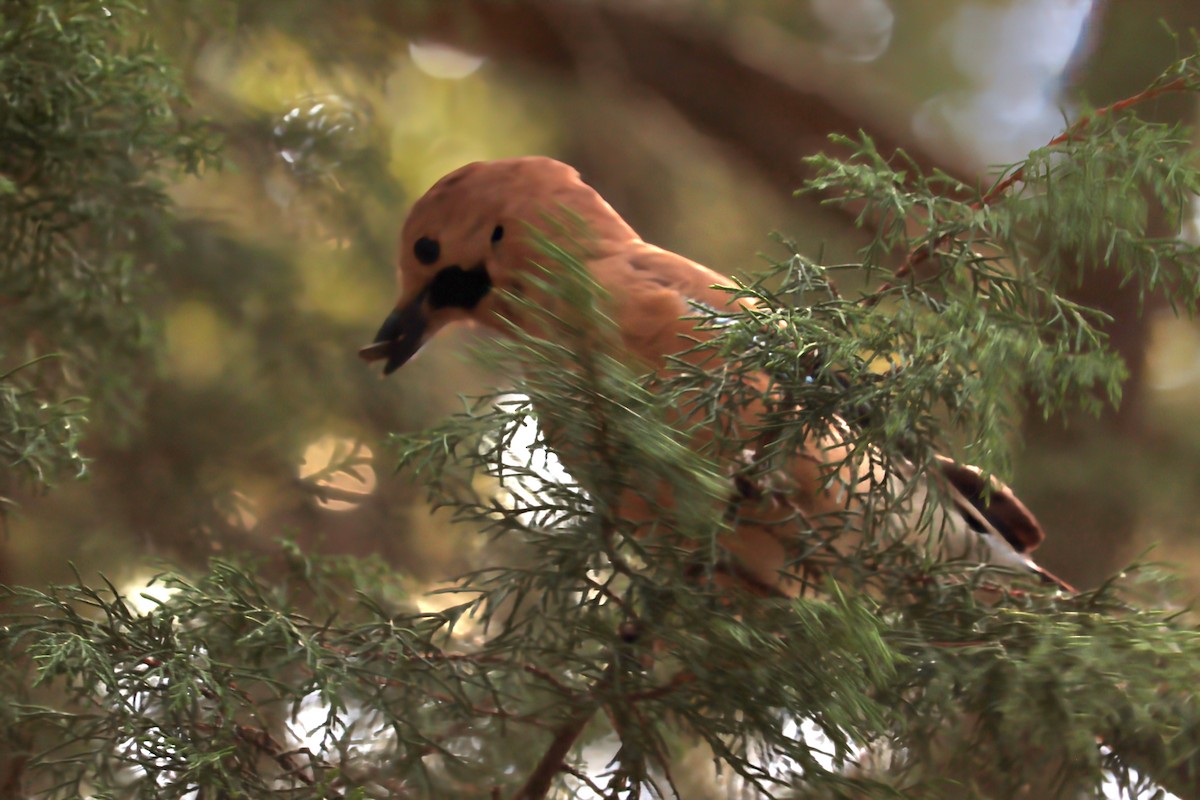 Eurasian Jay - ML619990176