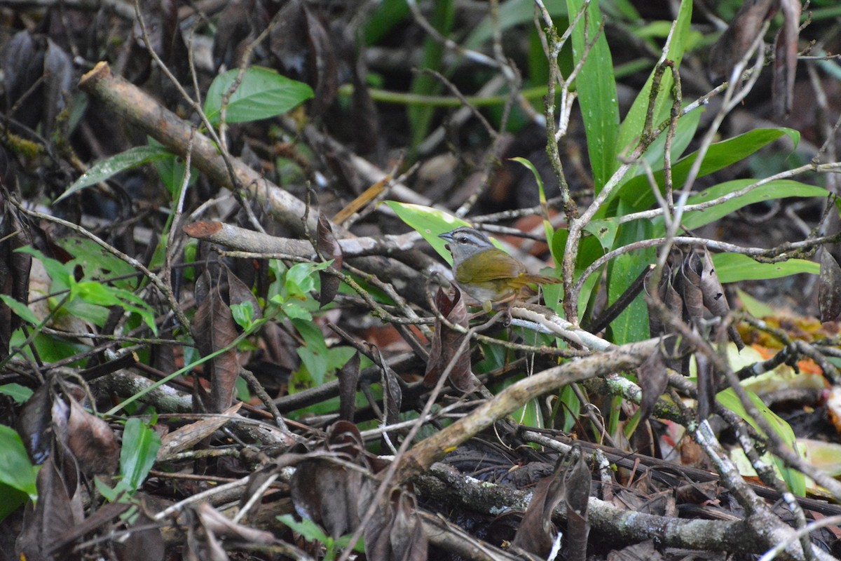 Belize Yeşil Sırtlı Serçesi - ML619990177