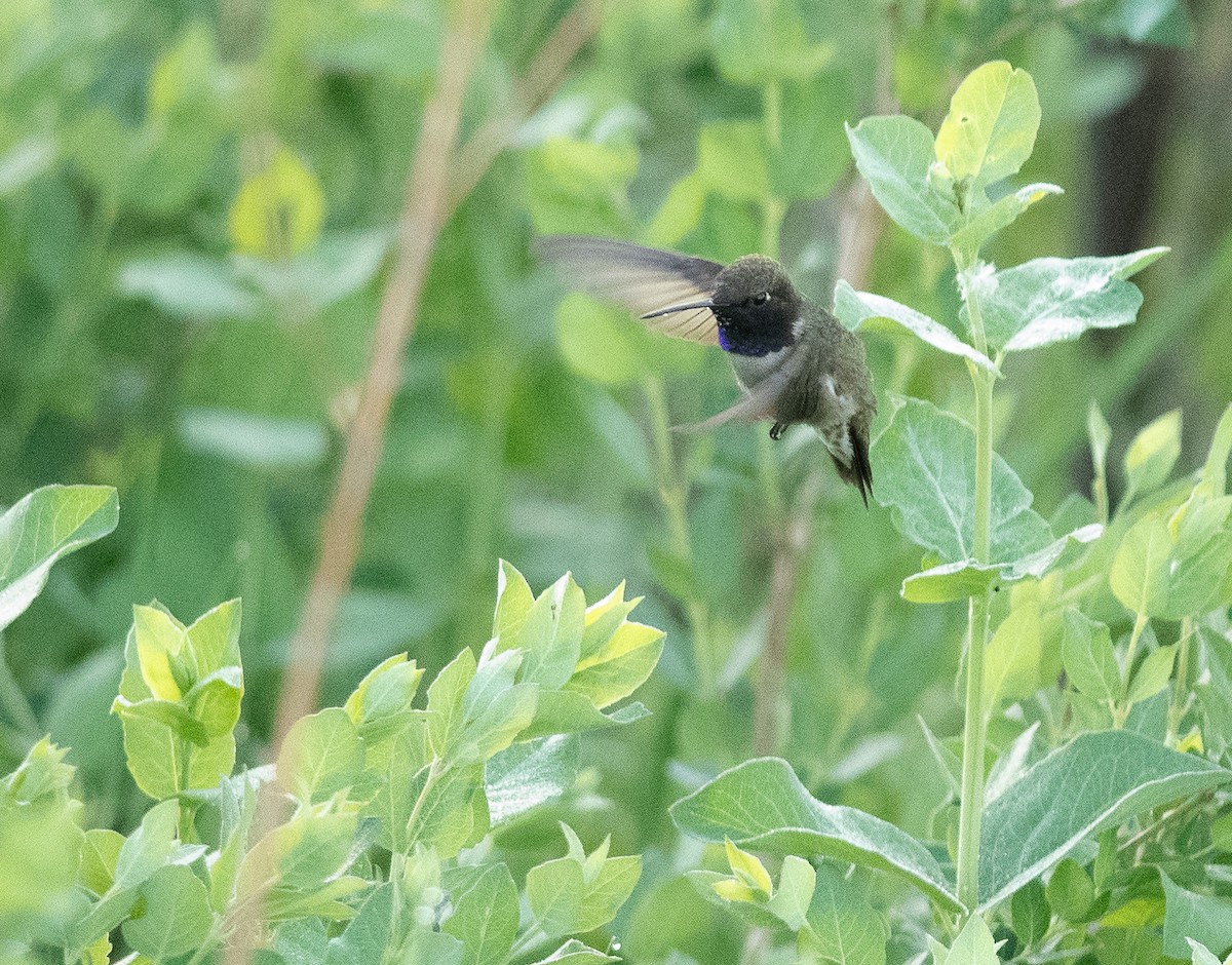 Black-chinned Hummingbird - ML619990186