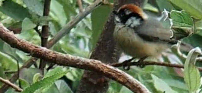 Black-throated Tit - ML619990187