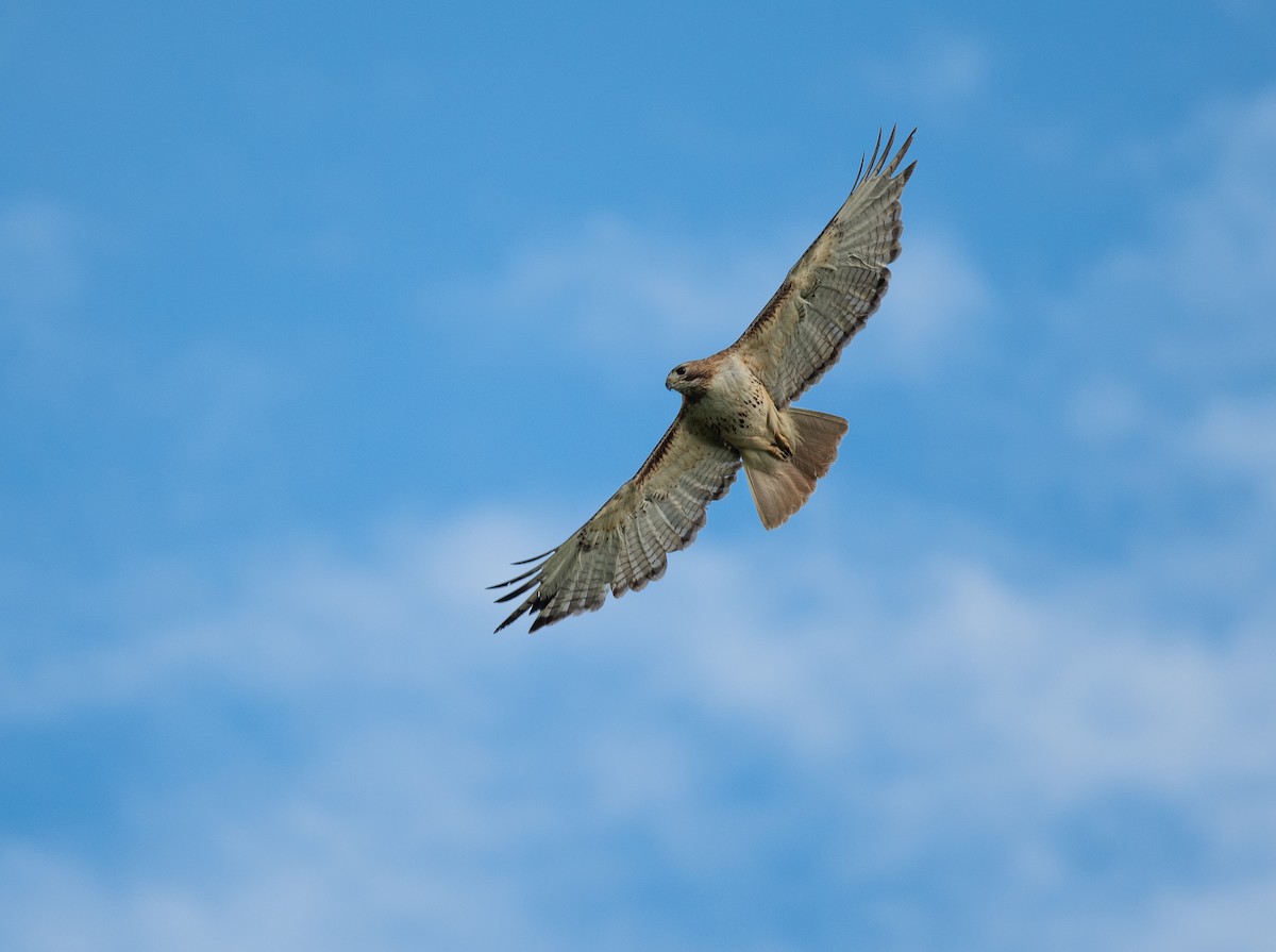 Red-tailed Hawk - ML619990193