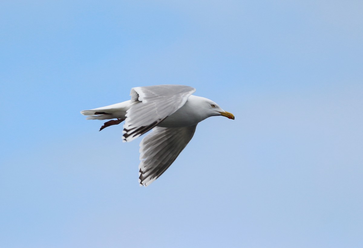 Gaviota Argéntea - ML619990194