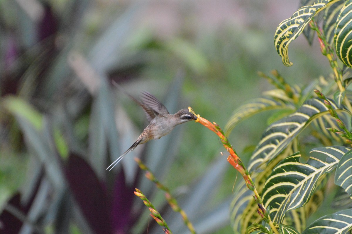 kolibřík tmavolící - ML619990197