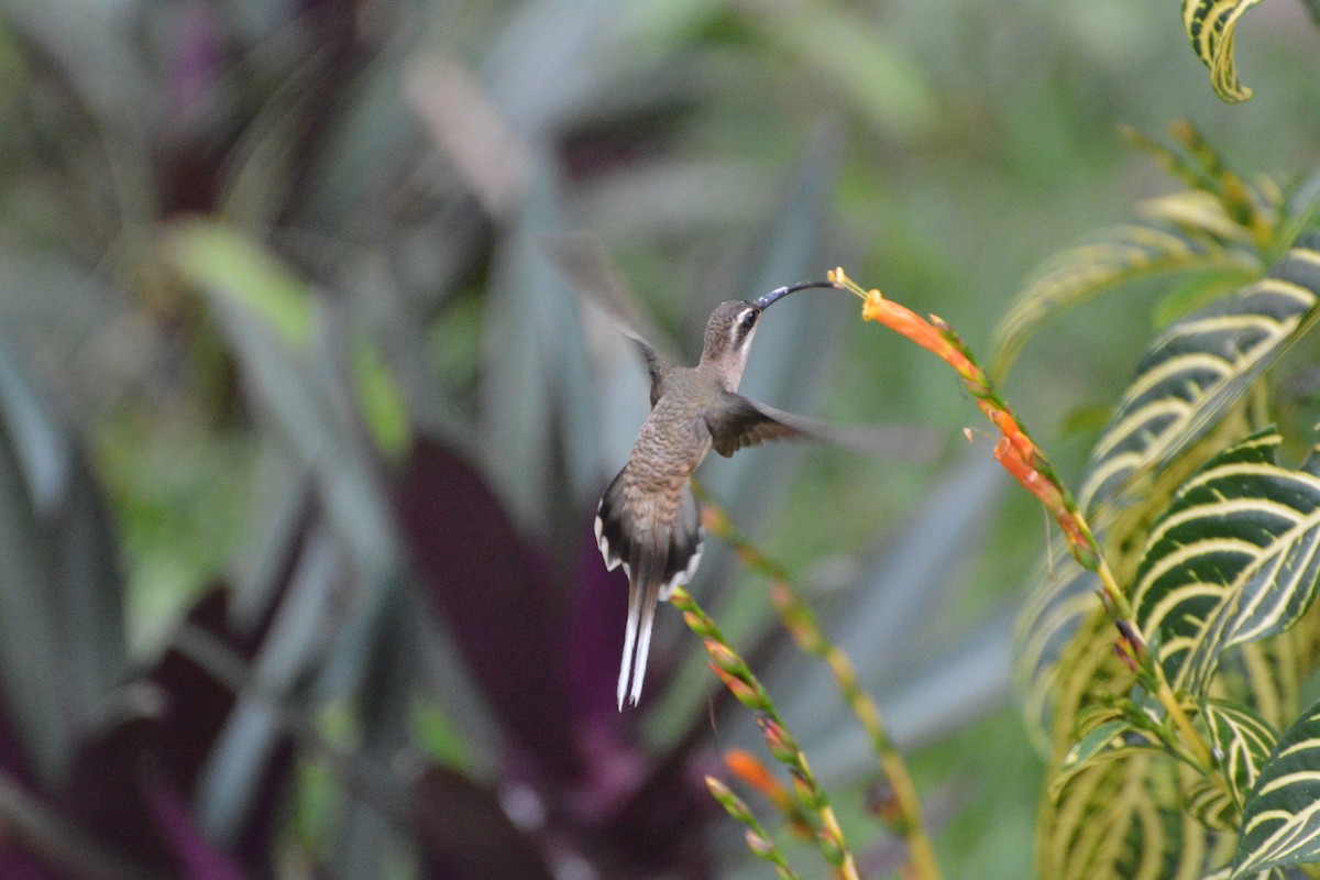 Long-billed Hermit - ML619990198