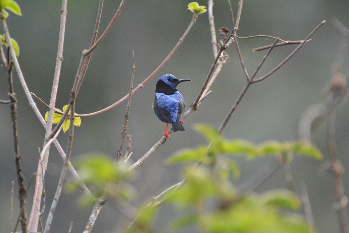 Red-legged Honeycreeper - ML619990205