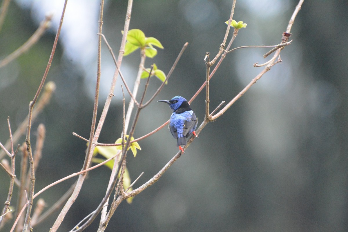 Red-legged Honeycreeper - ML619990206