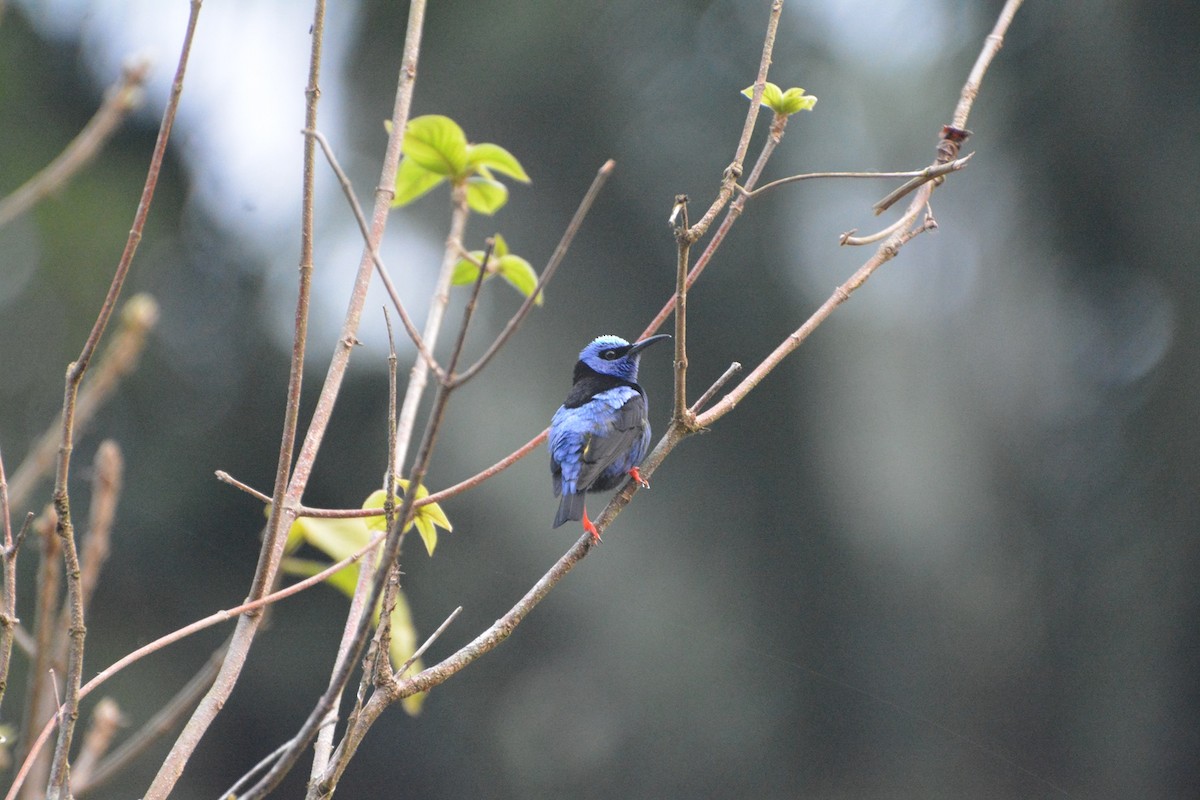 Red-legged Honeycreeper - ML619990207