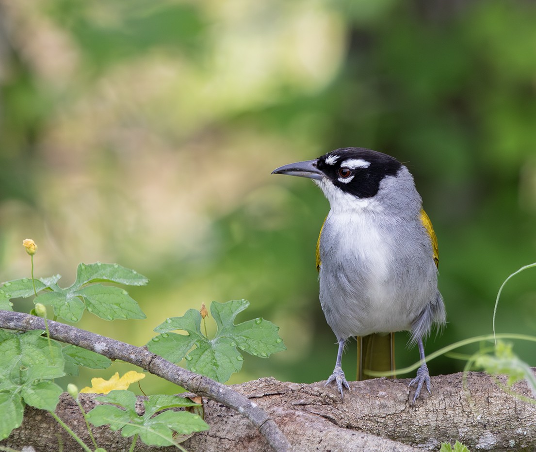 Black-crowned Palm-Tanager - ML619990210