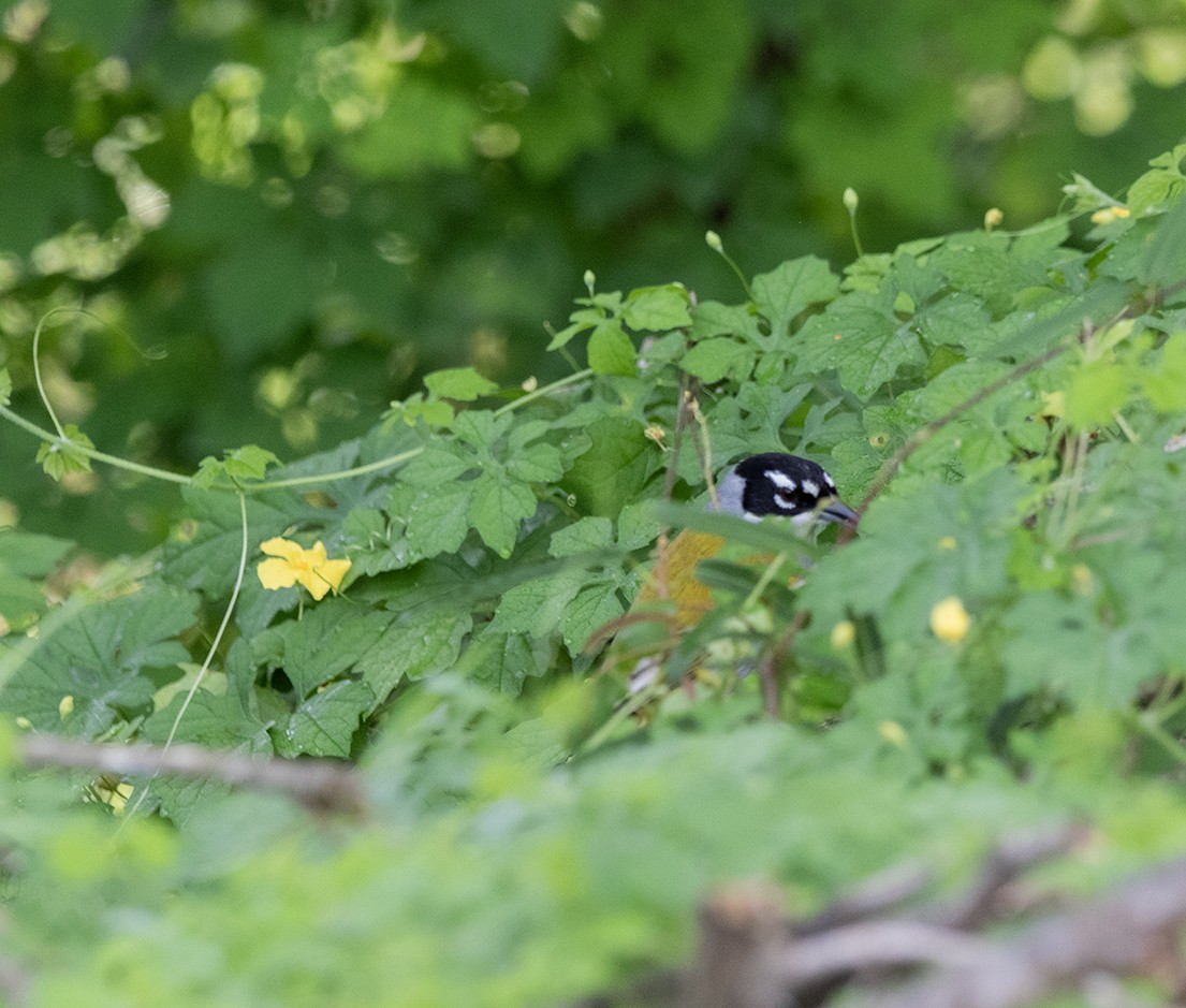 Black-crowned Palm-Tanager - ML619990211