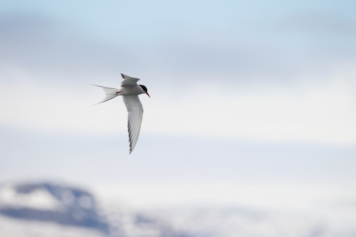 Arctic Tern - ML619990213