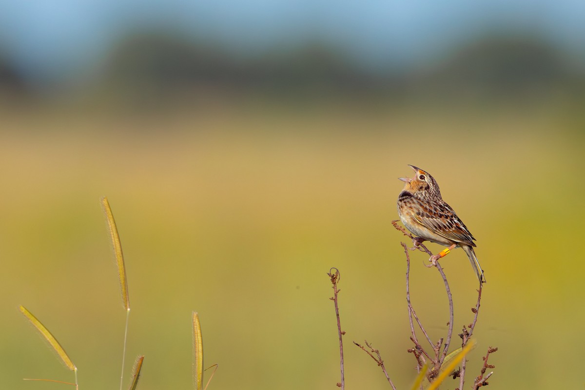 Grasshopper Sparrow - ML619990217