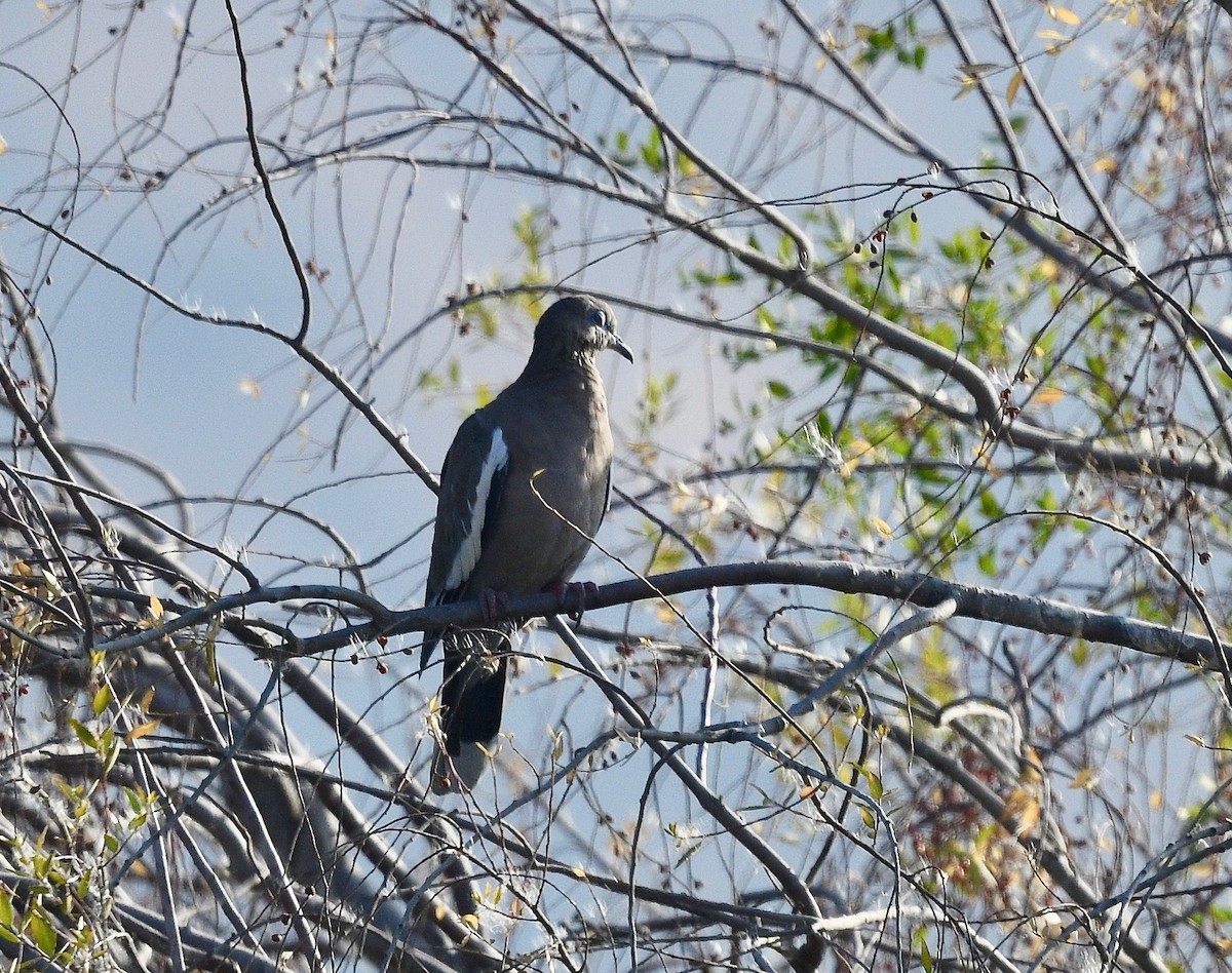 Peru Kumrusu - ML619990218