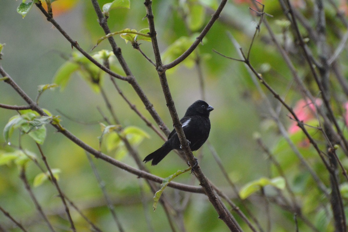 Variable Seedeater - ML619990221