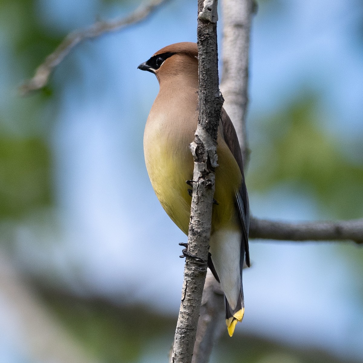 Cedar Waxwing - ML619990222